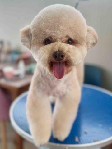 Love.pets_grooming - 半手剪