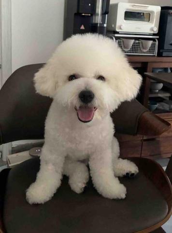 Love.pets_grooming - 沖涼(包基本美容)