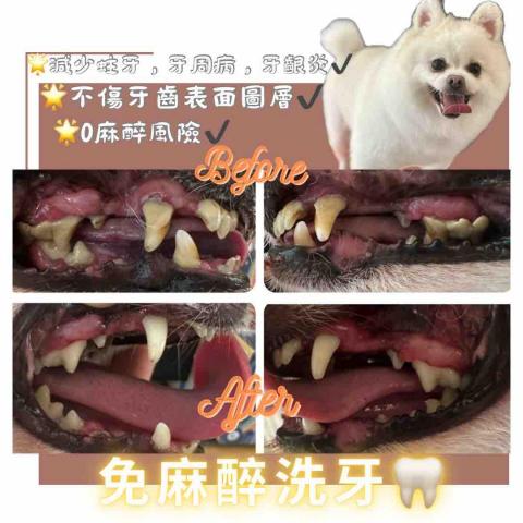 Love.pets_grooming - 免麻醉洗牙