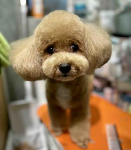 Love.pets_grooming - 沖涼(包基本美容)+修剪頭型