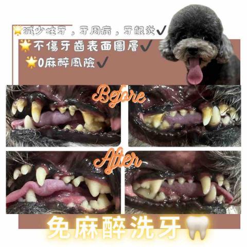 Love.pets_grooming - 免麻醉洗牙