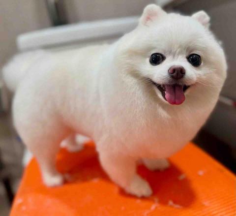 Love.pets_grooming - 全手剪