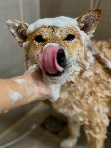 Love.pets_grooming - 中型犬沖涼(包基本美容)