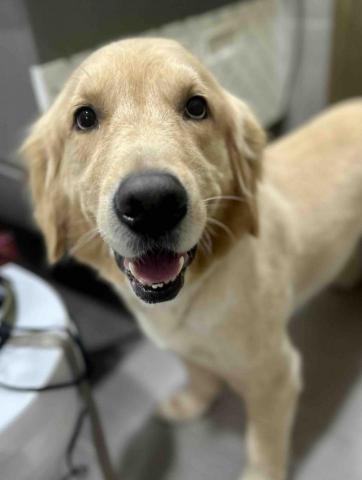 Love.pets_grooming - 剷身留頭尾