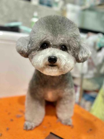 Love.pets_grooming - 半手剪