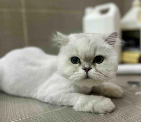 Love.pets_grooming - 長毛貓剷身留頭尾