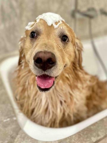 Love.pets_grooming - 大型犬沖涼