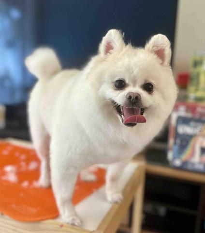 Love.pets_grooming - 全手剪