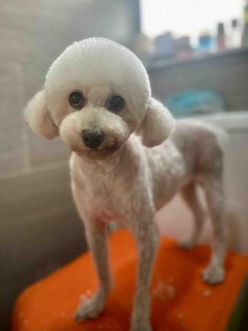 Love.pets_grooming - 剷身留頭尾