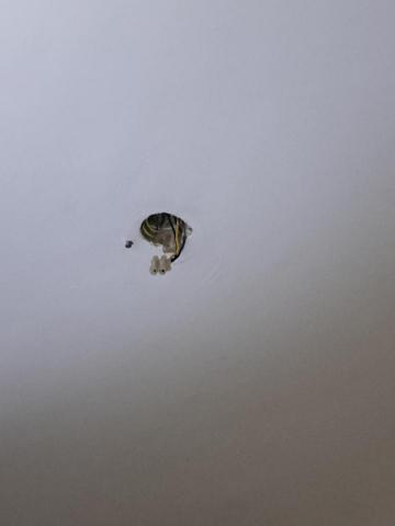 Tsz Yat Angus Ng - 檢查線路 Tsz Yat Angus Ng - 檢查線路