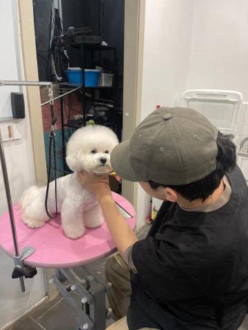 ChrisLo全港貓狗上門寵物美容 -  ChrisLo全港貓狗上門寵物美容 -