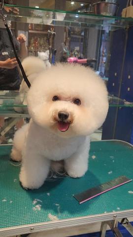 ChrisLo全港貓狗上門寵物美容 -  ChrisLo全港貓狗上門寵物美容 -