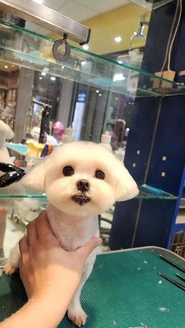 ChrisLo全港貓狗上門寵物美容 -  ChrisLo全港貓狗上門寵物美容 -