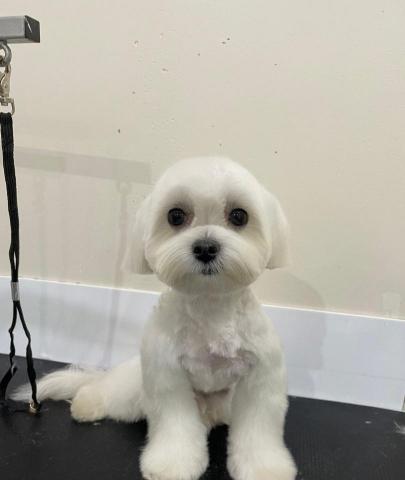 ChrisLo全港貓狗上門寵物美容 -  ChrisLo全港貓狗上門寵物美容 -