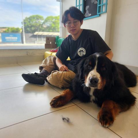 提供婚紗攝影服務服務的專家ChrisLo全港貓狗上門寵物美容