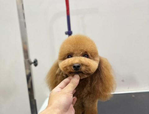 ChrisLo全港貓狗上門寵物美容 -  ChrisLo全港貓狗上門寵物美容 -