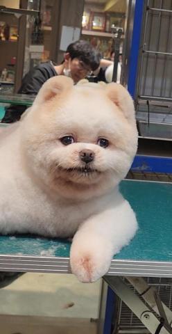 ChrisLo全港貓狗上門寵物美容 -  ChrisLo全港貓狗上門寵物美容 -