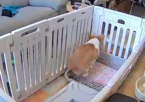 黑面羊動物傳心貓犬訓練 - 幼犬學習定點大小便 黑面羊動物傳心貓犬訓練 - 幼犬學習定點大小便