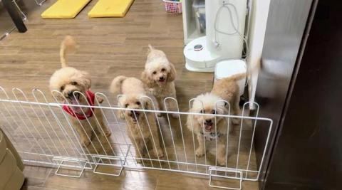 黑面羊動物傳心貓犬訓練 - 成犬改善行為訓練(不吠叫) 黑面羊動物傳心貓犬訓練 - 成犬改善行為訓練(不吠叫)