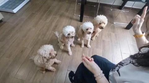 黑面羊動物傳心貓犬訓練 - 成犬學習服從指令 黑面羊動物傳心貓犬訓練 - 成犬學習服從指令