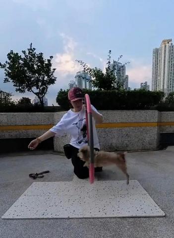 黑面羊動物傳心貓犬訓練 - 成犬學習服從指令 黑面羊動物傳心貓犬訓練 - 成犬學習服從指令