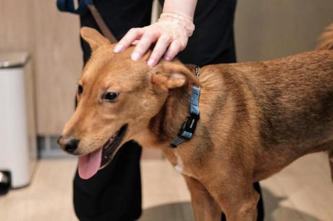 黑面羊動物傳心貓犬訓練 - 幼犬訓練 黑面羊動物傳心貓犬訓練 - 幼犬訓練