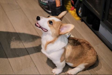 黑面羊動物傳心貓犬訓練 - 幼犬學習基本服從指令 黑面羊動物傳心貓犬訓練 - 幼犬學習基本服從指令