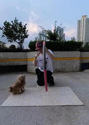 黑面羊動物傳心貓犬訓練 - 成犬學習指令 黑面羊動物傳心貓犬訓練 - 成犬學習指令