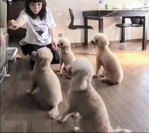 黑面羊動物傳心貓犬訓練 - 成犬改善行為練習 黑面羊動物傳心貓犬訓練 - 成犬改善行為練習