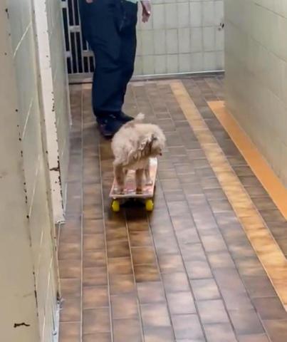 黑面羊動物傳心貓犬訓練 - 成犬遊戲學習 黑面羊動物傳心貓犬訓練 - 成犬遊戲學習