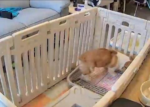 黑面羊動物傳心貓犬訓練 - 學習定點大小便 黑面羊動物傳心貓犬訓練 - 學習定點大小便