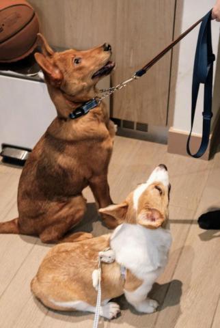 黑面羊動物傳心貓犬訓練 - 幼犬學習服從指令 黑面羊動物傳心貓犬訓練 - 幼犬學習服從指令