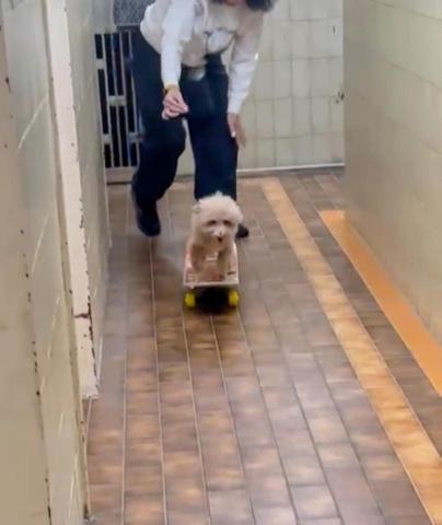 黑面羊動物傳心貓犬訓練 - 成犬遊戲學習 黑面羊動物傳心貓犬訓練 - 成犬遊戲學習