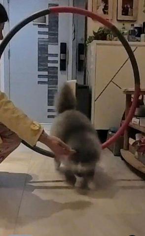 黑面羊動物傳心貓犬訓練 - 貓貓遊戲訓練 黑面羊動物傳心貓犬訓練 - 貓貓遊戲訓練