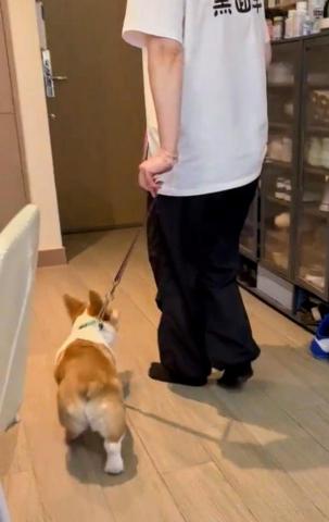 黑面羊動物傳心貓犬訓練 - 幼犬訓練 黑面羊動物傳心貓犬訓練 - 幼犬訓練
