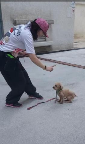 黑面羊動物傳心貓犬訓練 - 成犬服從訓練 黑面羊動物傳心貓犬訓練 - 成犬服從訓練