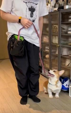 黑面羊動物傳心貓犬訓練 - 幼犬訓練 黑面羊動物傳心貓犬訓練 - 幼犬訓練