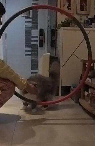 黑面羊動物傳心貓犬訓練 - 貓貓遊戲訓練 黑面羊動物傳心貓犬訓練 - 貓貓遊戲訓練