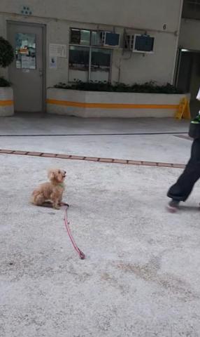 黑面羊動物傳心貓犬訓練 - 成犬服從訓練 黑面羊動物傳心貓犬訓練 - 成犬服從訓練