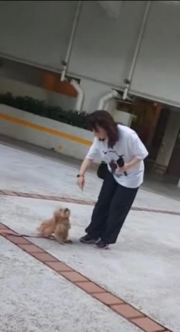 黑面羊動物傳心貓犬訓練 - 成犬服從訓練 黑面羊動物傳心貓犬訓練 - 成犬服從訓練