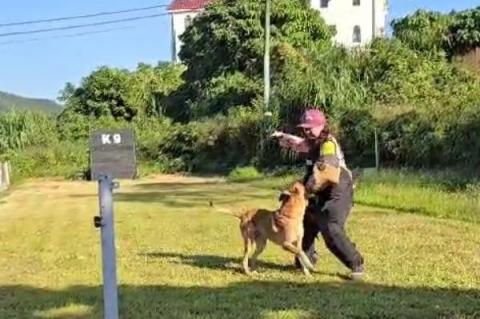 黑面羊動物傳心貓犬訓練 - 防衛犬練習 黑面羊動物傳心貓犬訓練 - 防衛犬練習