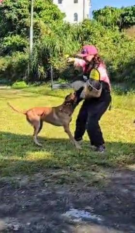 黑面羊動物傳心貓犬訓練 - 防衛犬練習 黑面羊動物傳心貓犬訓練 - 防衛犬練習