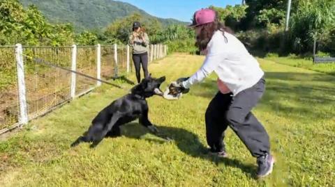 黑面羊動物傳心貓犬訓練 - 防衛犬練習 黑面羊動物傳心貓犬訓練 - 防衛犬練習