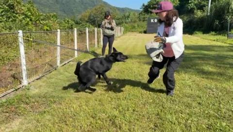 黑面羊動物傳心貓犬訓練 - 防衛犬練習 黑面羊動物傳心貓犬訓練 - 防衛犬練習