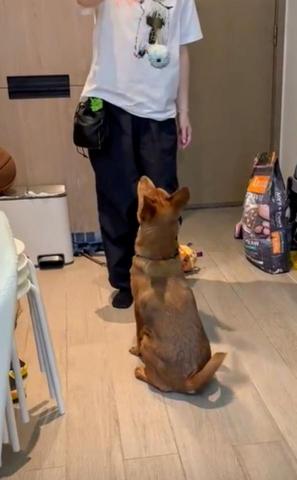 黑面羊動物傳心貓犬訓練 - 幼犬訓練 黑面羊動物傳心貓犬訓練 - 幼犬訓練