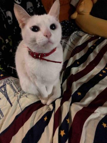 Siu Chun Ting 2 - 我9歲