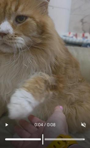 黑面羊動物傳心貓犬訓練 - 貓貓訓練 黑面羊動物傳心貓犬訓練 - 貓貓訓練