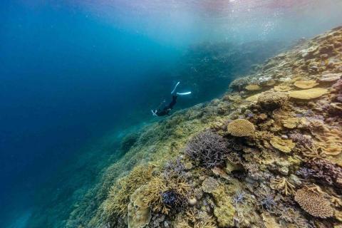 MISS BORU - ? MISS BORU - ?