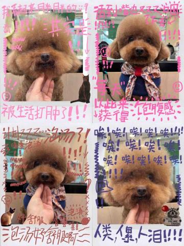 PetStory - 10歲伯伯半手剪