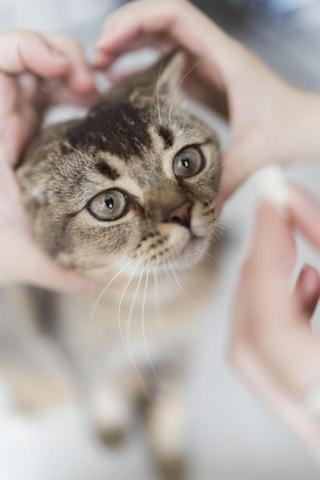 Louie Tsui 如一攝影 - Pet Photography 寵物攝影 Louie Tsui 如一攝影 - Pet Photography 寵物攝影